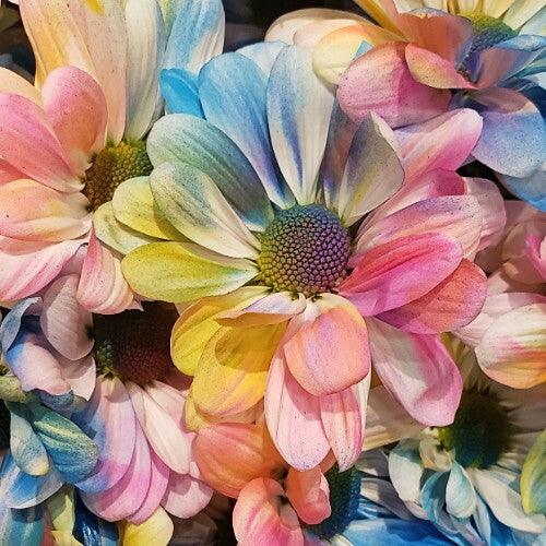 Rainbow Painted Daisy Bouquets, 3-stems - 20 Bouquets - 48LongStems.com