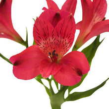 Load image into Gallery viewer, Red Alstroemeria - 48LongStems.com

