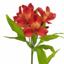 Load image into Gallery viewer, Red Alstroemeria - 48LongStems.com
