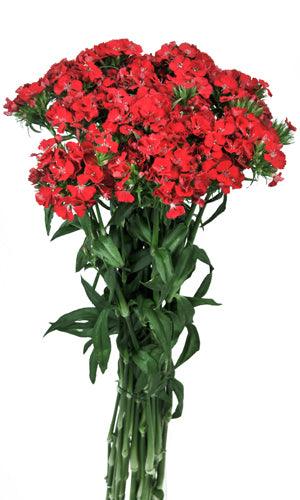 Red Amazon Dianthus - Wholesale - 48LongStems.com