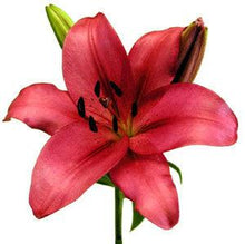 Load image into Gallery viewer, Red Asiatic Lilies - 48LongStems.com
