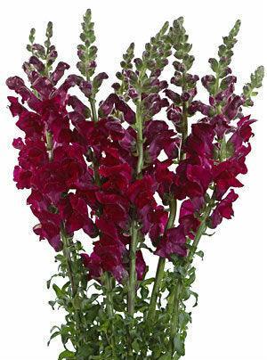 Red-Burgundy Snapdragon - 48LongStems.com