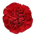 Red Carnations - Fancy - 48LongStems.com