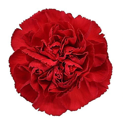 Red Carnations - Standard - 48LongStems.com