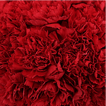 Red Carnations - Fancy - 48LongStems.com