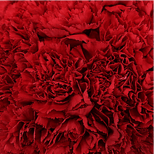 Load image into Gallery viewer, Red Carnations - Standard - 48LongStems.com
