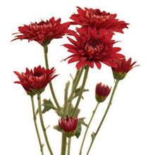Load image into Gallery viewer, Red Cushion Mums (Seasonally Available) - 48LongStems.com
