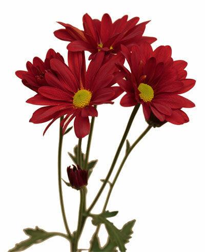 Red Daisies - Wholesale - 48LongStems.com
