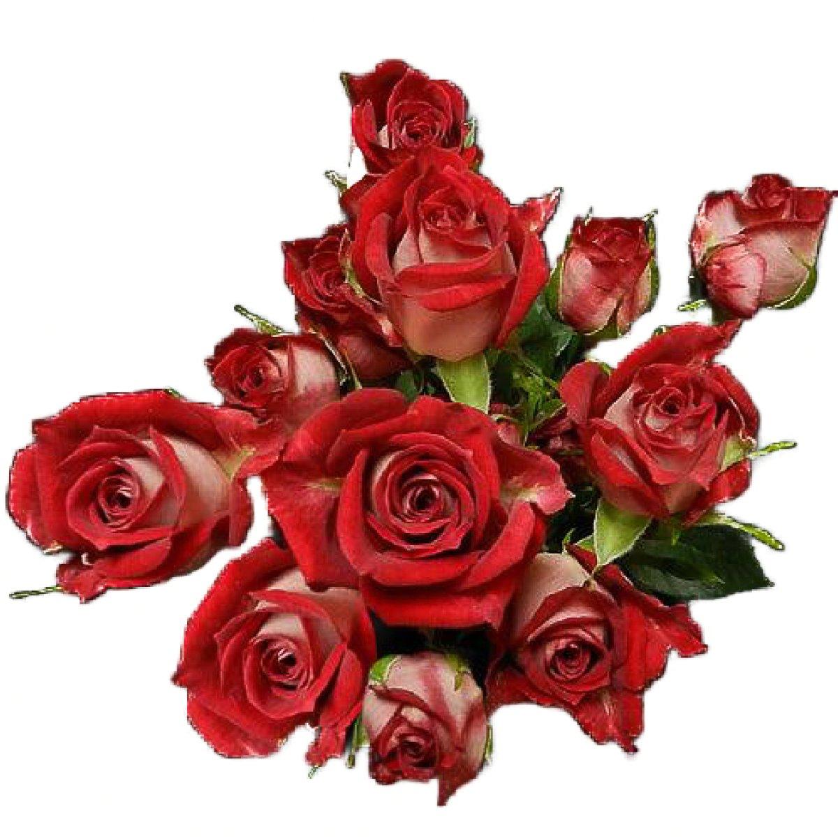 Red Hero Bi-Color Red Spray Roses | Wholesale Spray Roses – 48LongStems.com