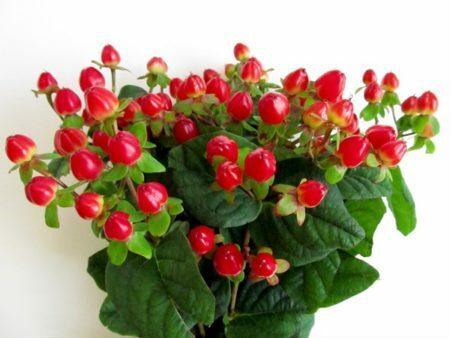 Hypericum Raspberry Red Hypericum Berry Wholesale | Hypericum Berry Wholesale – 48LongStems.com