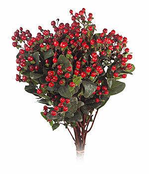 Red Hypericum Berry Wholesale - 48LongStems.com