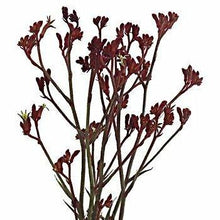 Load image into Gallery viewer, Red Kangaroo Paw - Wholesale - 48LongStems.com
