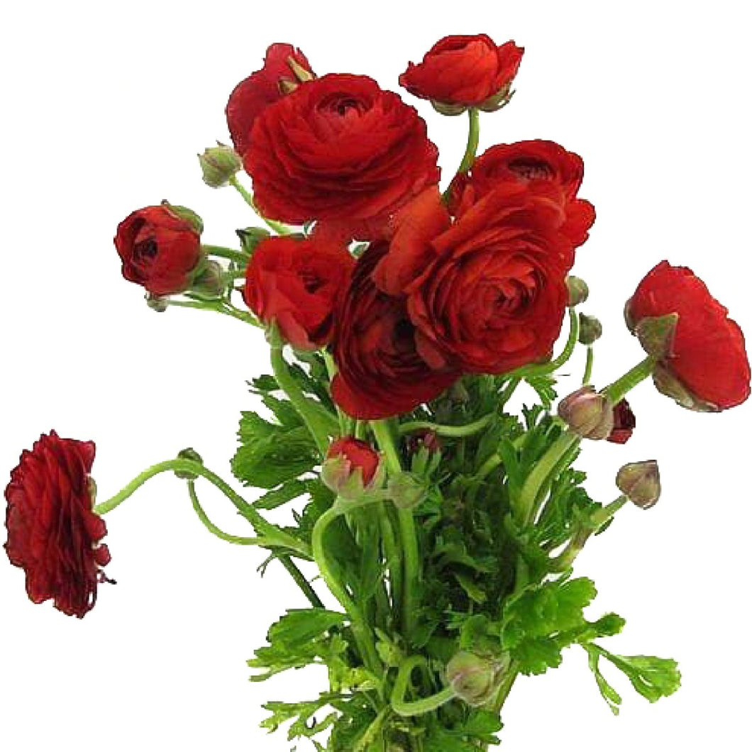 Red Ranunculus - 48LongStems.com