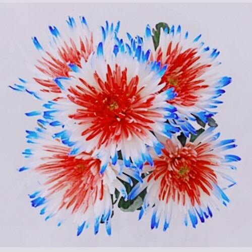 Red, White and Blue Painted Spider Mums - 48LongStems.com