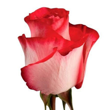 Load image into Gallery viewer, Riviera Bi-Color Pink Roses Wholesale - 48LongStems.com
