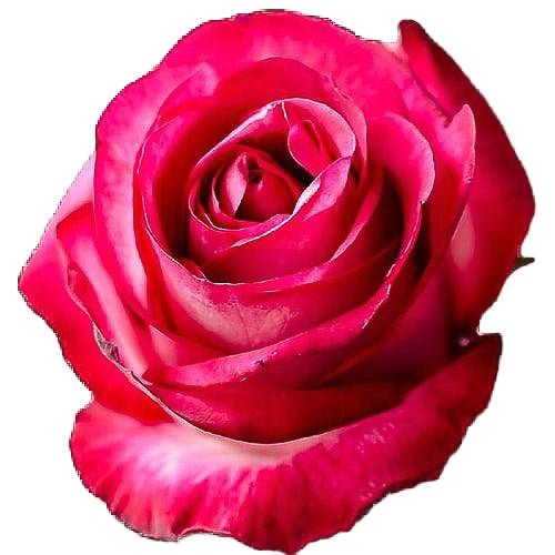 Riviera Bi-Color Pink Roses Wholesale - 48LongStems.com