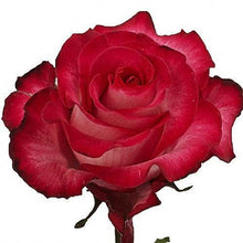 Load image into Gallery viewer, Riviera Bi-Color Pink Roses Wholesale - 48LongStems.com
