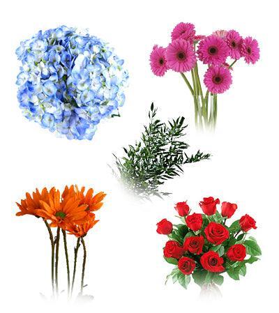 Roses, Poms, Gerbera Daisies, Hydrangaes & Ruscus Combo Box - 48LongStems.com