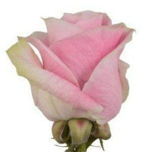 Load image into Gallery viewer, Rosita Vendela Pink Roses Wholesale - 48LongStems.com
