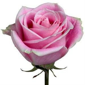 Rosita Vendela Pink Roses Wholesale - 48LongStems.com