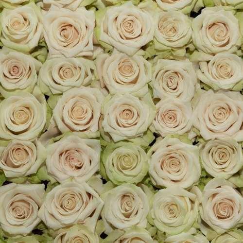 Sahara Cream Roses Wholesale - 48LongStems.com