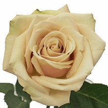 Load image into Gallery viewer, Sahara Cream Roses Wholesale - 48LongStems.com
