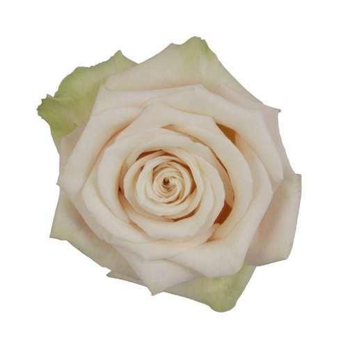 Sahara Cream Roses Wholesale - 48LongStems.com