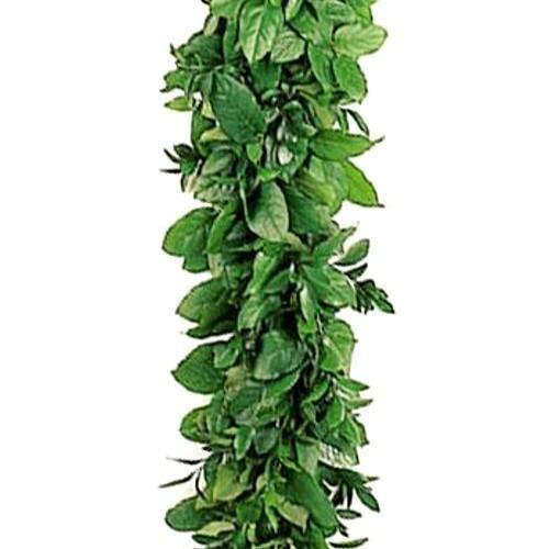 Salal and Italian Ruscus Fresh Garland - 48LongStems.com