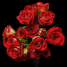 Load image into Gallery viewer, Salsa Bi-Color Red Spray Rose - 40cm - 48LongStems.com
