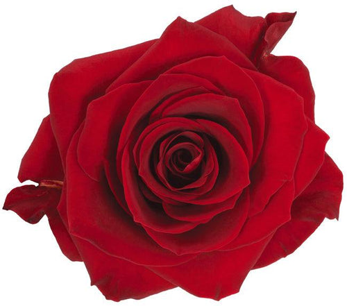 Scarlatta Red Roses - 48LongStems.com