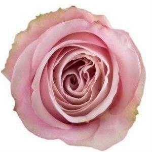 Secret Garden Pink Roses Wholesale - 48LongStems.com
