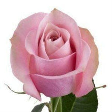 Load image into Gallery viewer, Secret Garden Pink Roses Wholesale - 48LongStems.com
