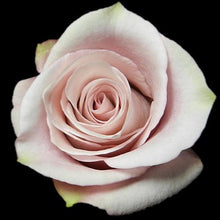 Load image into Gallery viewer, Secret Garden Pink Roses Wholesale - 48LongStems.com
