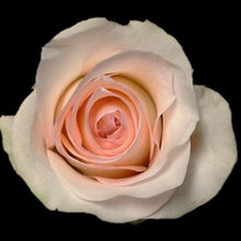 Load image into Gallery viewer, Senorita Pink Roses Wholesale - 48LongStems.com
