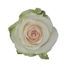 Load image into Gallery viewer, Senorita Pink Roses Wholesale - 48LongStems.com
