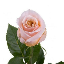 Load image into Gallery viewer, Shimmer Peach Roses Wholesale - 48LongStems.com
