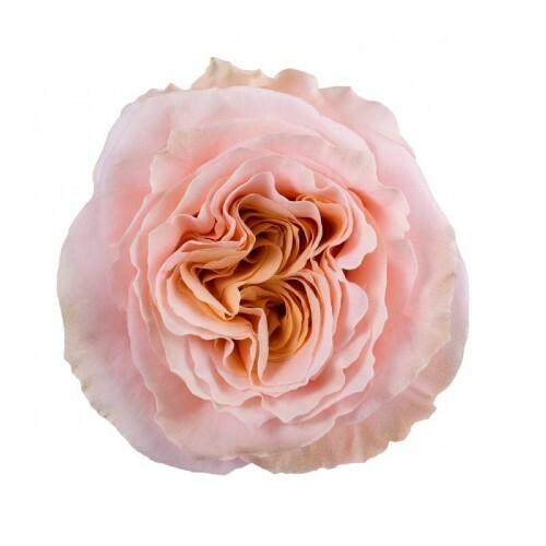 Shimmer Peach Roses Wholesale - 48LongStems.com