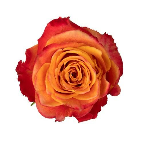 Silantoi Bi-Color Yellow Roses Wholesale - 48LongStems.com