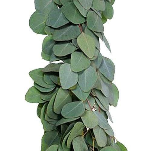 Silver Dollar Eucalyptus Garland - 48LongStems.com