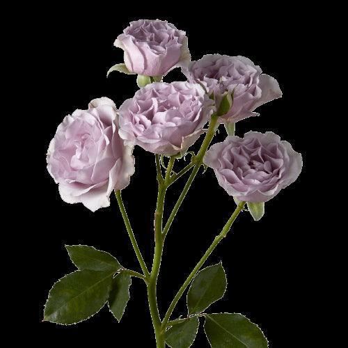 Leandra Spray Roses Lavender Spray Rose Varieties