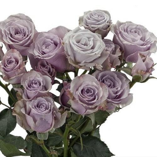 Leandra Spray Roses Lavender Spray Rose Varieties