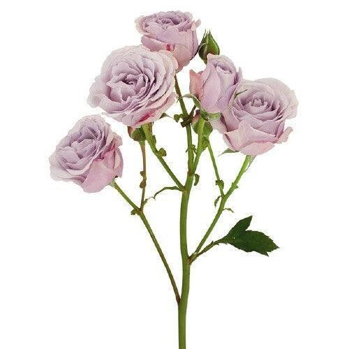 Silver Mikado Lavender Spray Roses - 40cm - 48LongStems.com