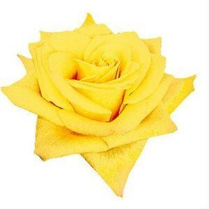 Skyline Yellow Roses Wholesale - 48LongStems.com