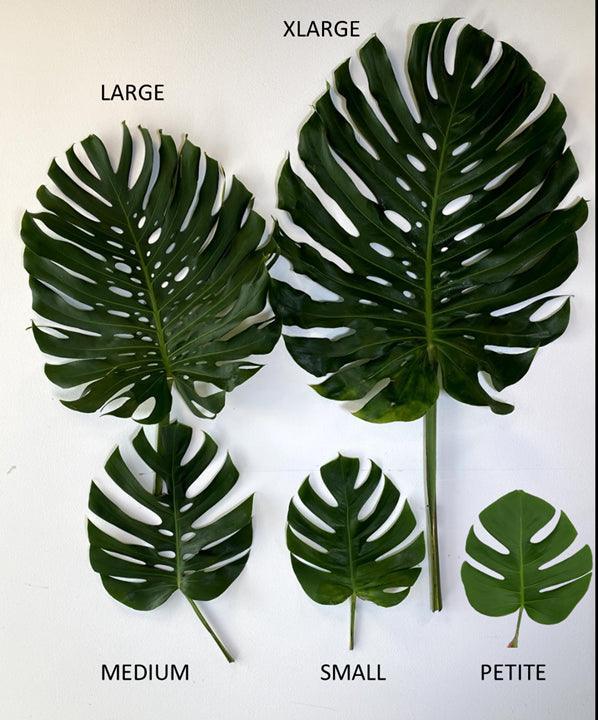 small monstera Small Monstera Leaves