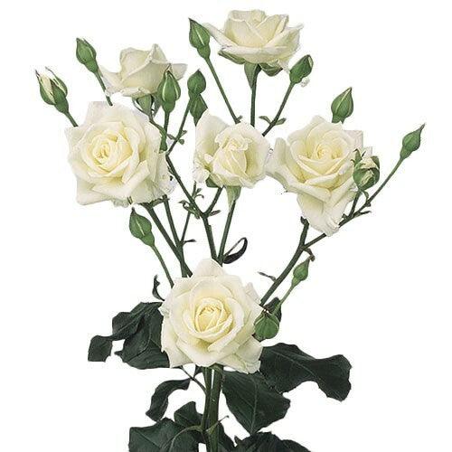 Snowdance White Spray Roses - 40cm - 48LongStems.com