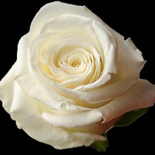 Load image into Gallery viewer, Snowy Jewel White Roses Wholesale - 48LongStems.com
