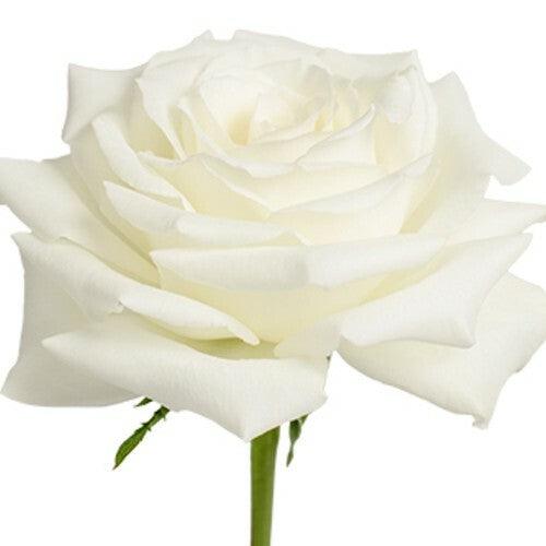 Snowy Jewel White Roses Wholesale - 48LongStems.com