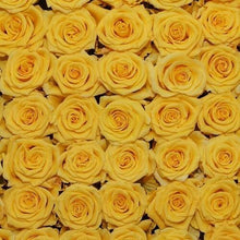 Load image into Gallery viewer, Sonrisa Yellow Roses Wholesale - 48LongStems.com
