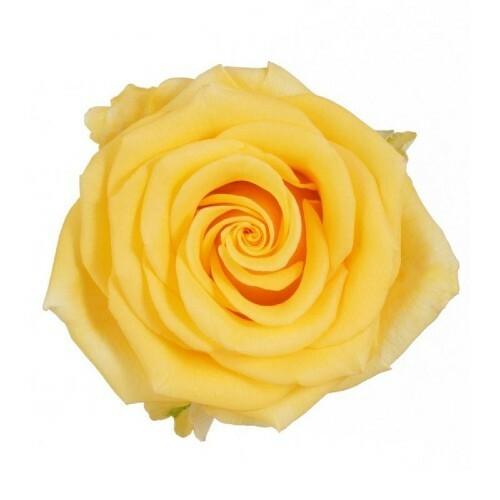 Sonrisa Yellow Roses Wholesale - 48LongStems.com