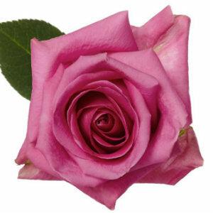 Soulmate Lavender Roses Wholesale - 48LongStems.com